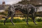 Sculpture - Bronze - Domestic dog - Garden Lurcher 15